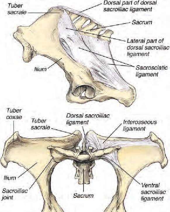 Sacroiliac Ligament Sacroiliac Ligament